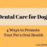 Dental Care for Your Dog: 4 Ways to Promote Your Pet’s Oral Health