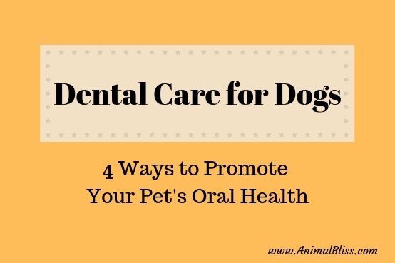 Dental Care for Your Dog: 4 Ways to Promote Your Pet's Oral Health