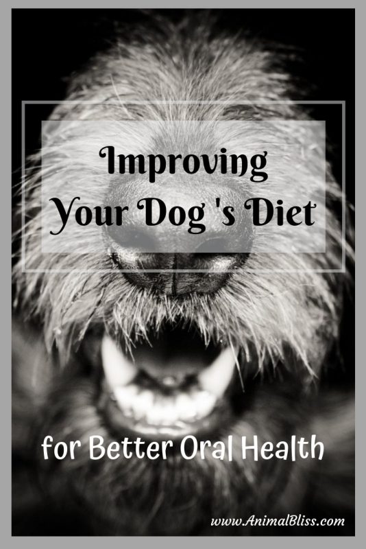 Improving Dog Diet for Better Oral Health