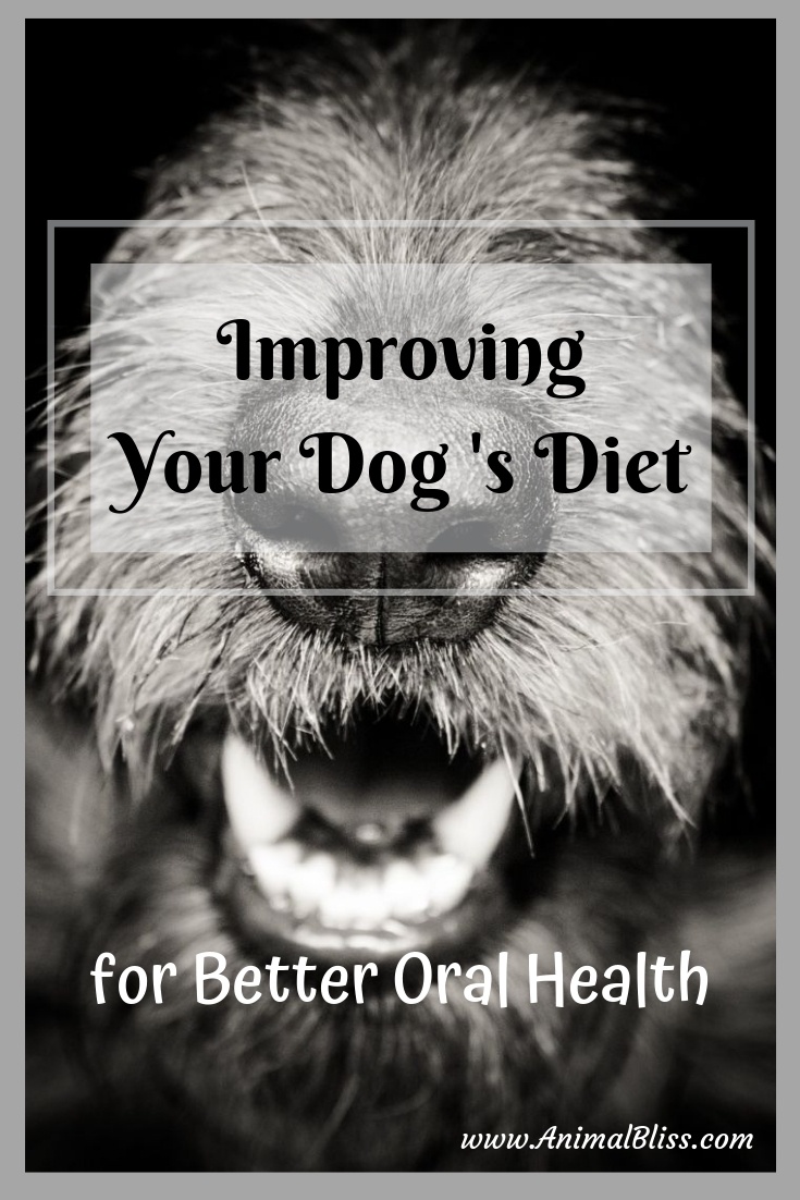 Improving Dog Diet for Better Oral Health and Dental Care