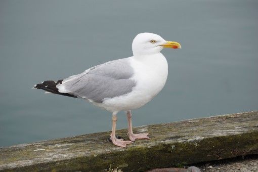 4 of the Most Dangerous Birds in the World