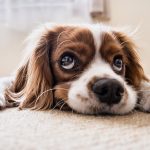 Copper: Safest Natural Remedy for 4 Common Pet Problems