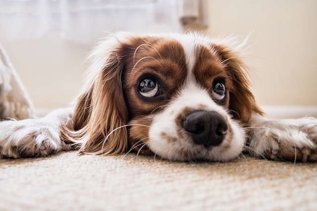 Copper: Safest Natural Remedy for 4 Common Pet Problems