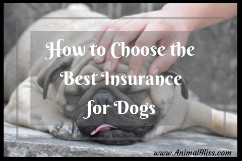 How to Choose the Best Insurance for Dogs