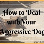 How to Deal With Your Aggressive Dog