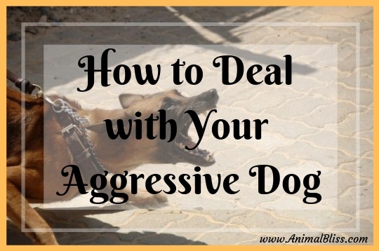 How to Deal with Your Aggressive Dog