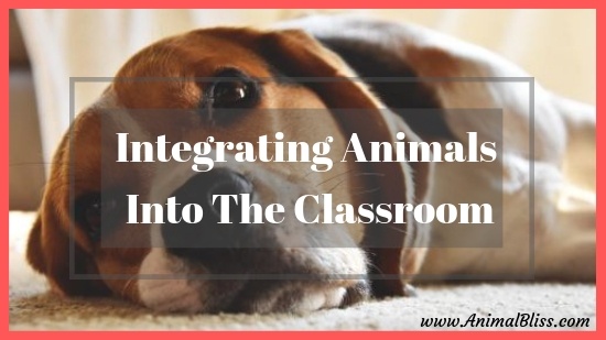 Benefits of Integrating Animals Into The Classroom