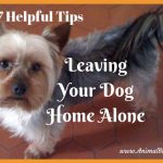 7 Helpful Tips for Leaving Your Pet Home Alone