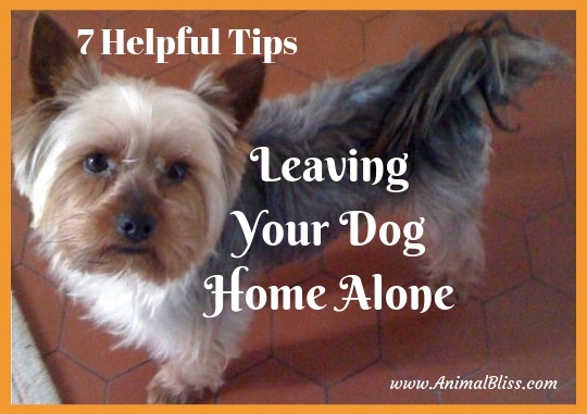 7 Helpful Tips for Leaving Your Pet Home Alone