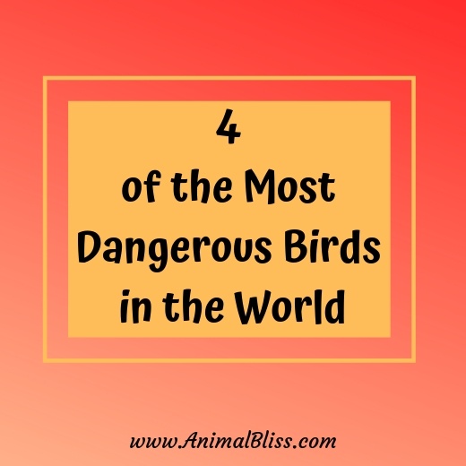 4 of the Most Dangerous Birds in the World