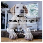 Moving With Your Dog? Here’s What Makes a Pet-Friendly Home