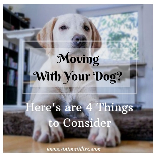 Moving With Your Dog? Here's What Makes a Pet-Friendly Home