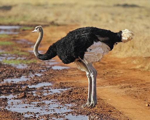 4 of the Most Dangerous Birds in the World