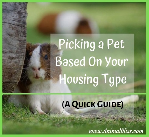 Quick Guide to Picking a Pet Based On Your Housing Type