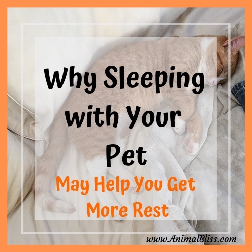 Why Sleeping with Your Pet May Help You Get More Rest