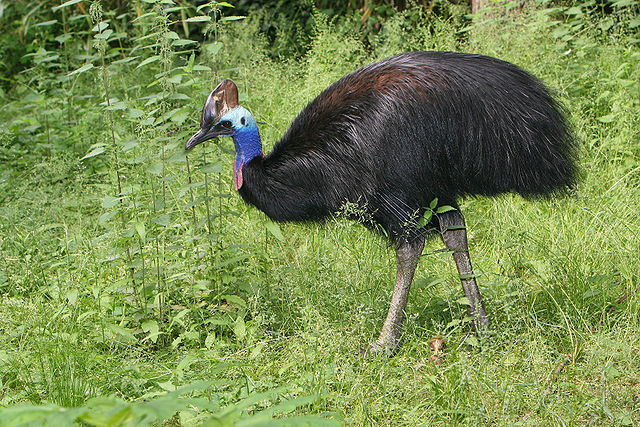 4 of the Most Dangerous Birds in the World