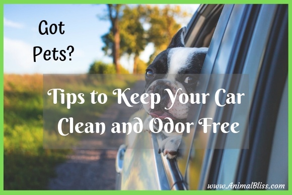 Got Pets: Tips to Keep Your Car Clean and Odor Free