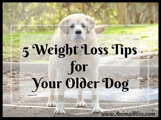 5 Weight Loss Tips for Your Older Dog