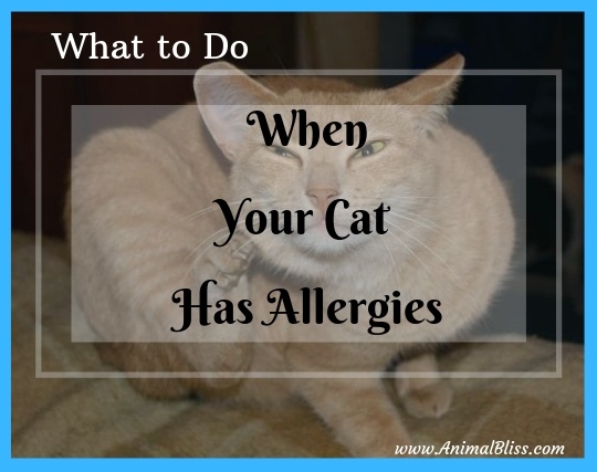 What to Do When Your Cat Has Allergies