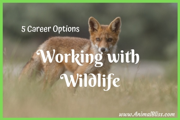 5 Career Options for Working with Wildlife