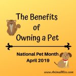 Benefits of Owning a Pet: April is National Pet Month!