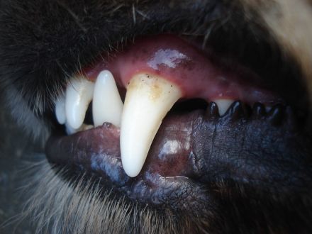 Improving Dog Diet for Better Oral Health and Dental Care