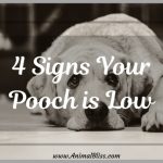 Going Through a Ruff Phase: 4 Signs Your Pooch Is Low