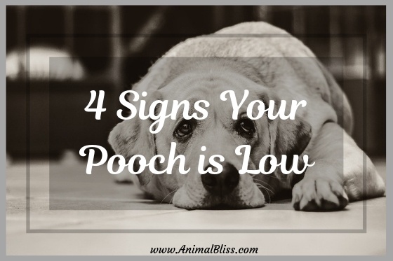 4 Signs Your Pooch is Low