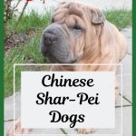 Chinese Shar-Pei Dogs / Shar-Pei Dog Breed Information