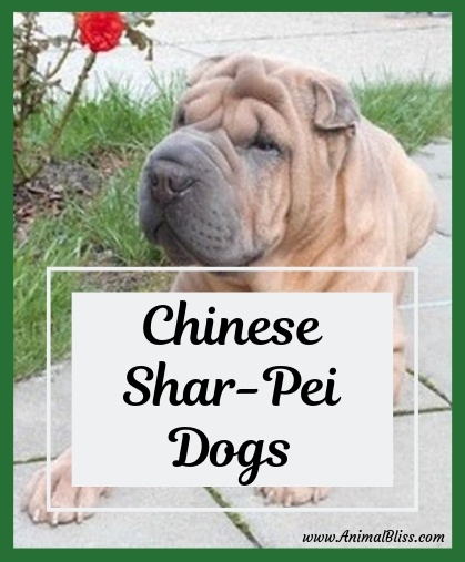 Chinese Shar-Pei Dogs / Shar-Pei Dog Breed Information