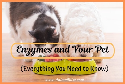 Everything You Need to Know about Enzymes and Your Pet