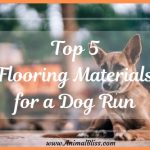 Top 5 Flooring Materials for a Dog Run