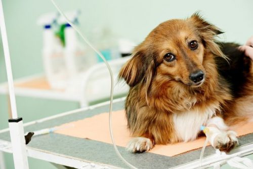 Is Your Dog Diabetic? Signs, Symptoms, and Treatment