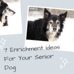 7 Enrichment Ideas For Your Senior Dog