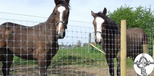 Horse Fencing Options and What To Consider When Buying