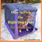 How to Pick the Right Dog Crate for Your Puppy
