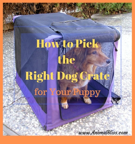 How to Pick the Right Dog Crate for Your Puppy