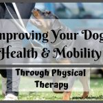 Improving Your Dog’s Health and Mobility Through Physical Therapy