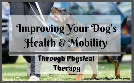 Improving Your Dog's Health and Mobility Through Physical Therapy
