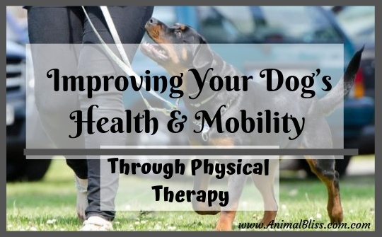 Improving Your Dog's Health and Mobility Through Physical Therapy