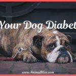 Is Your Dog Diabetic? Signs, Symptoms, and Treatment