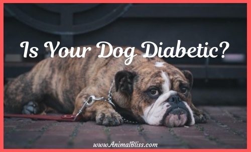 Is Your Dog Diabetic Signs Symptoms And Treatment