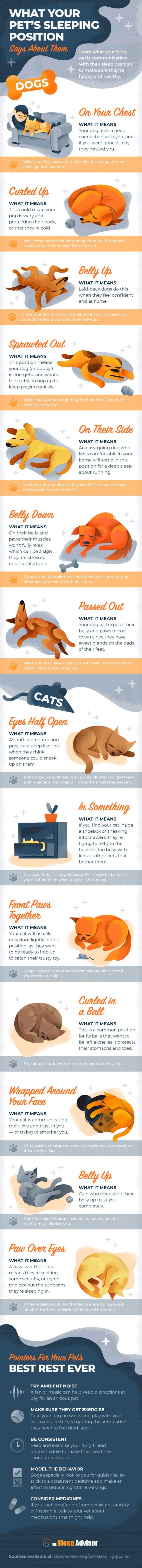 The Meaning of Cat and Dog Sleeping Positions