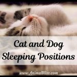Meaning of Cat and Dog Sleeping Positions