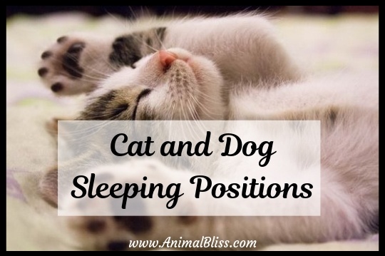 The Meaning of Cat and Dog Sleeping Positions
