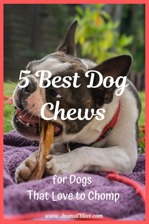 5 Best Dog Chews for Dogs That Love to Chomp