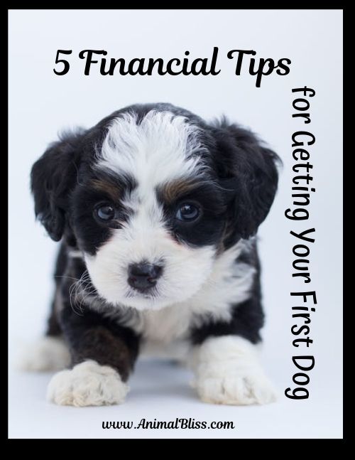 5 Financial Tips for Getting Your First Dog