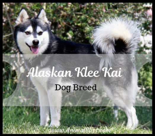 Alaskan Klee Kai's: Everything You Need To Know