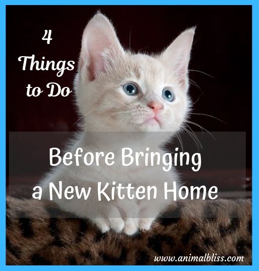 Before Bringing Home a New Kitten