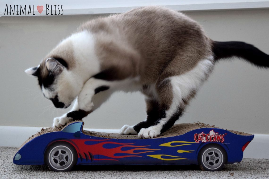 Cat Scratch Pads can be a real furniture saver!